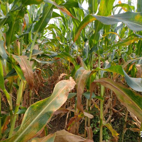 罪恶都市秘籍绝密档案，2024隐藏代码实战技巧全解析