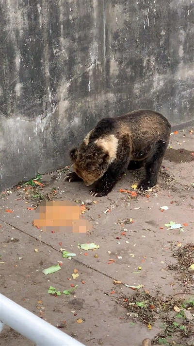 别再喂了！熊呕吐只是开始，2025动物园投喂管理黑洞揭秘