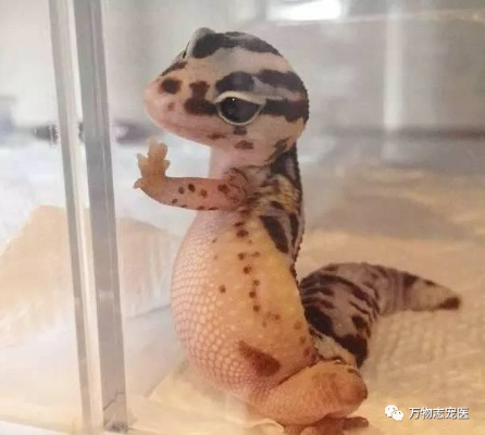 守宫新手必看，2025年最新饲养法，7天搞定拒食软便两大死穴