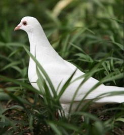 肉鸽+开放世界=真香？2025年爆款游戏类型组合玩法指南