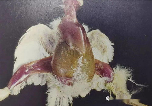 我还活着绝版图文攻略，2025终极生存手册+隐藏资源全收集