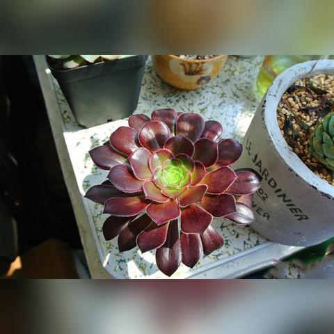 男法师二次觉醒哪个强？2025版本5大职业深度解析与选择指南