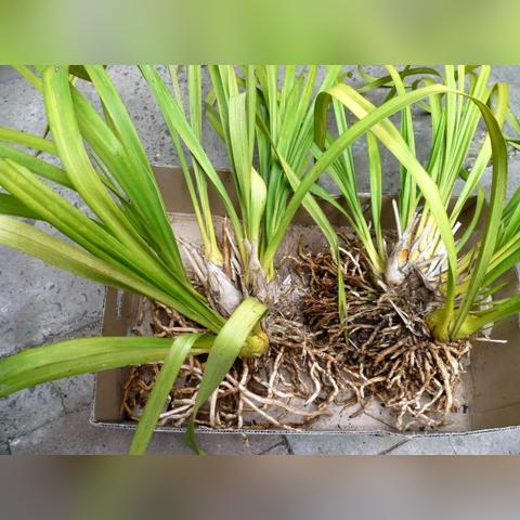 非常普通的鹿正版下载在哪？2025全平台实测避坑指南与手机版获取攻略