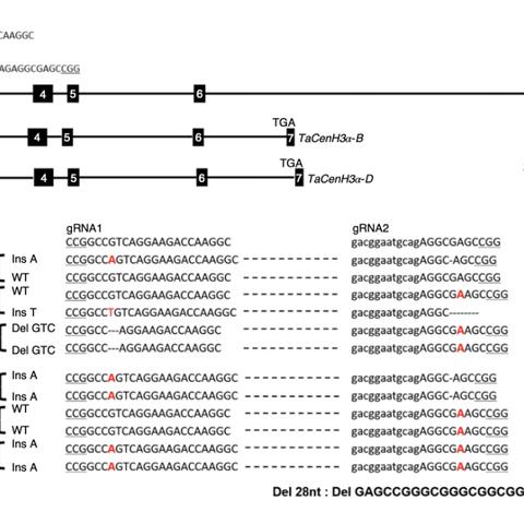 植物精灵3.7版本必练的3只T0精灵，错过再等半年