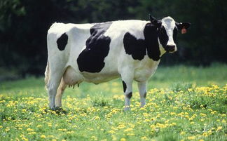 乳牛牧场的奶牛娘新手7天速成，高产出牧场布局与角色培养实战密码