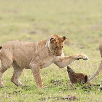 一、万兽之灵的核心竞争力，被低估的宠物与称号