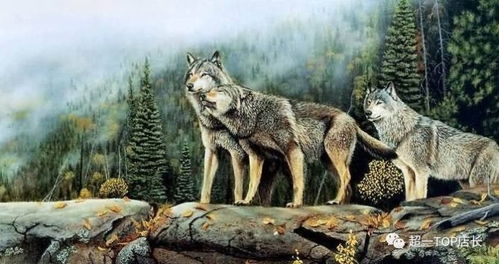 恐惧狼群狼群机制太离谱？2025年切尔诺贝利生存法则全解析