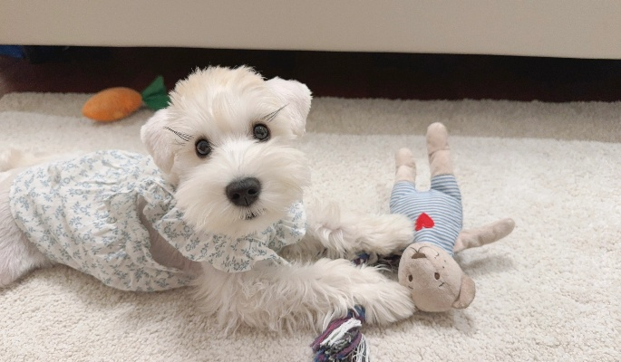 哈基米梗2025终极解码，从萌系术语到社交货币的3大实战法则