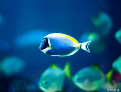 鱼类宝可梦的重新定义与分类误区