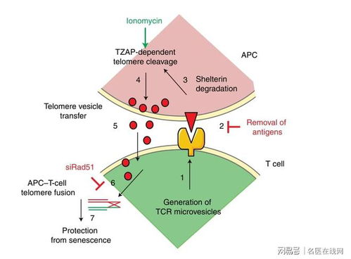 一、版本剧变，当吸星大法撞上经济系统