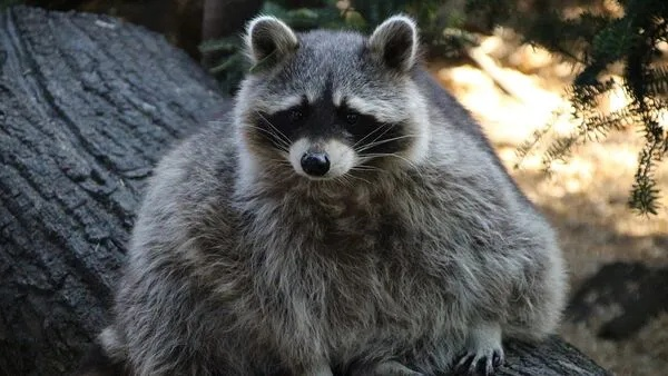 投喂浣熊35年反被百只围攻，2025年野生动物入侵法律边界与专业除害内幕