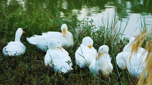 为什么你的肉鸽卡牌总在第三关暴毙？2025年3套T0级通关流派实测解析