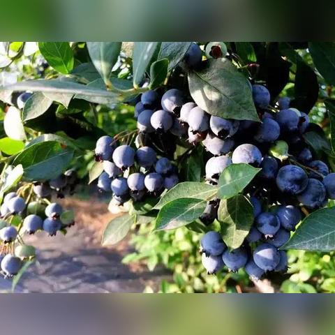 蓝莓七彩汤配队看不懂？6.2版本元素连锁反应实战全解析