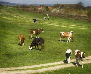 牧场onweb还在乱种？高玩私藏的作物轮作与动物繁育黄金法则