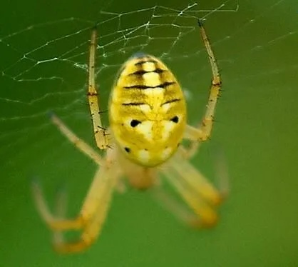 深渊纪元笑脸蛛，0氪队伍配置与走位黑科技，2025新版机制全拆解