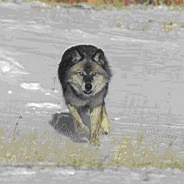极度恐慌3双人合作终极指南，2025年最新角色配合与生存法则