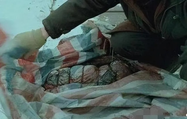 Flash遗产的尸体上长出了什么？