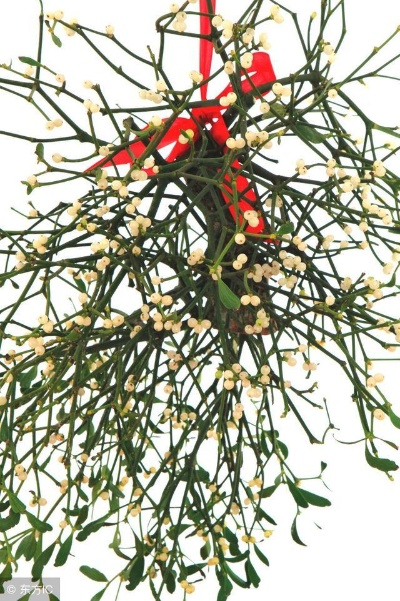 showtooltip 槲寄生