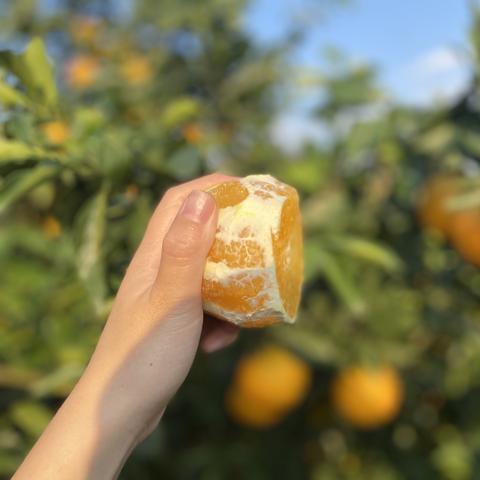 摇钱树苗总亏？2025最新种植绝密技巧与特殊事件全解析