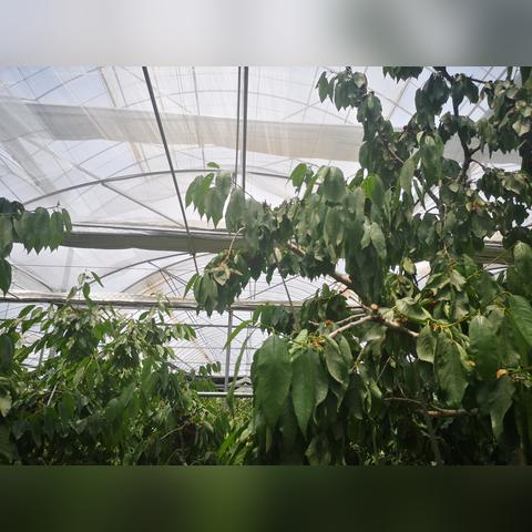 车厘子价格腰斩内幕，2026年智利果商爆仓真相与散户抄底实战指南