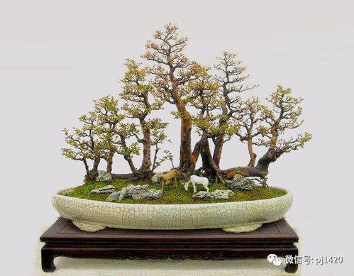 春庭景如旧其二卡关？3分钟搞懂盆景切换机制与供物全收集