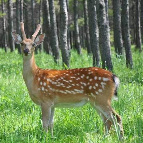 百狼流最强阵容？2025下半年高胜率玩法深度拆解