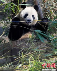 香香回国最后窗口期！2025东京上野大熊猫告别战全维度攻略