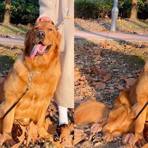 2025免费托运宠物全攻略，航空公司隐藏规则与5大避坑指南