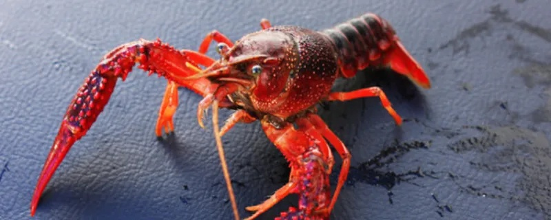 一、龙虾皮肤的三大血统分类