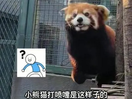 小熊猫打喷嚏隐藏机制全拆解，2025赛季实战数据与3套T0阵容推荐