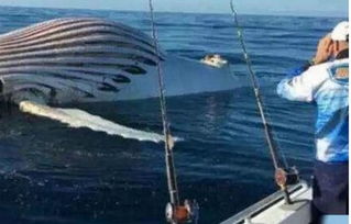 近百头鲸集体搁浅海滩死亡，2025海洋生态警报与声呐致命陷阱深度解码