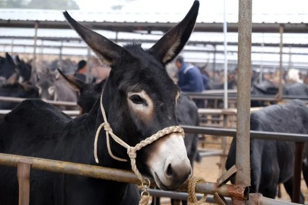 直播间卖活驴上千头合法吗？2025农产品直播带货灰色地带全解析