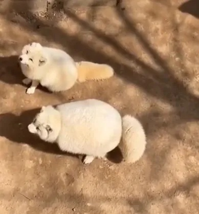 白狐胖成煤气罐真为御寒？2025北极追踪数据揭示冬季爆肥生存法则