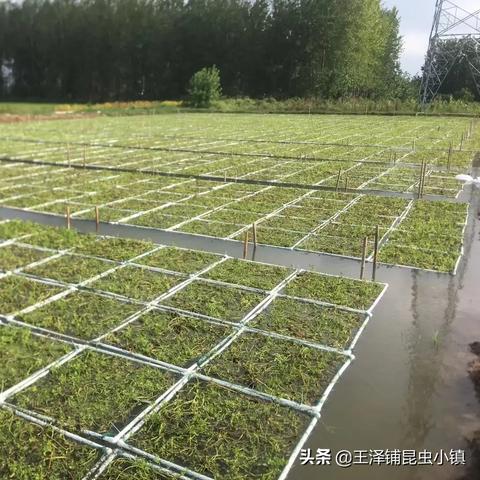 女主播黄鳝视频背后，灰色产业链揭秘与3大识别法则