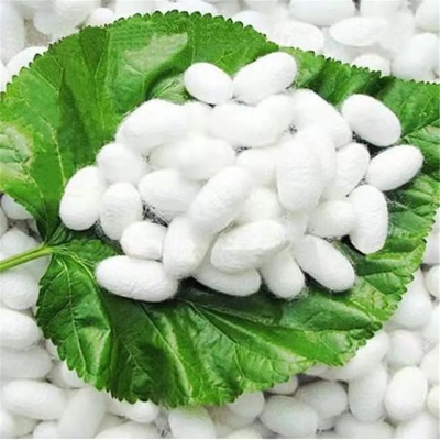 九阴真经养蚕全链路拆解，从蚕种到丝绸的暴利内幕