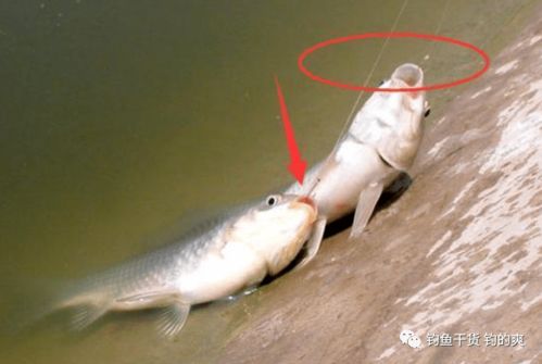 滑舌鱼类型总览，为什么你总钓不到黄金滑舌鱼？