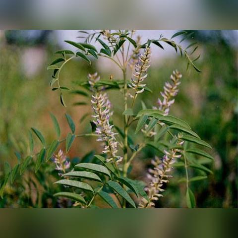 甘草种子育苗失败？3大类型核心解析与热门需求精准匹配方案