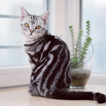 机器猫真人版哪个最还原？2026年全网最全版本横评与避坑指南