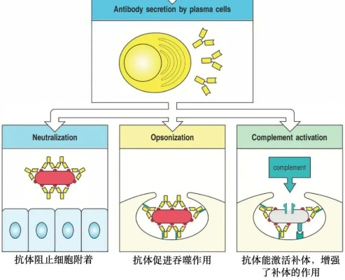 一、抗性机制的本质，不是简单的加减法