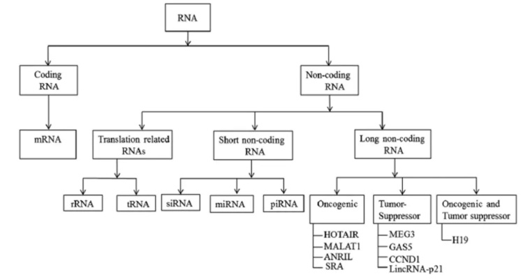 冰期时代类型的三重基因解码