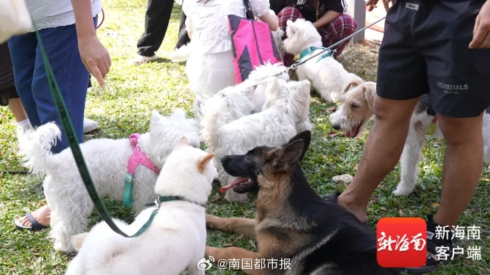 身价上万宠物年前被扔街上？2026春节弃宠高峰预警与避坑指南