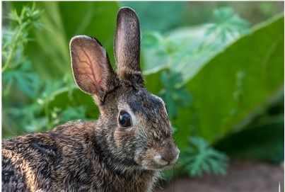 2026新手养兔避坑指南，3大品种对比+7天快速上手实战攻略