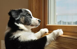 解决三男一狗人潮稀疏难题！繁华洛圣都高密度人潮MOD登场