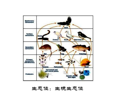 版本生态位，1.5为何被称为黄金版本