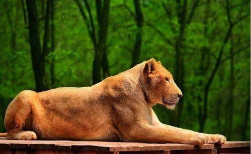 探秘动物森友会砖艺新风尚！砖石级创意分享不容错过