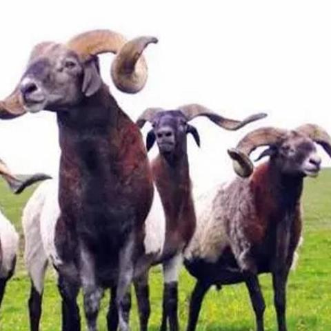 千年3境界类型全图解，2026最新突破材料与隐藏属性揭秘