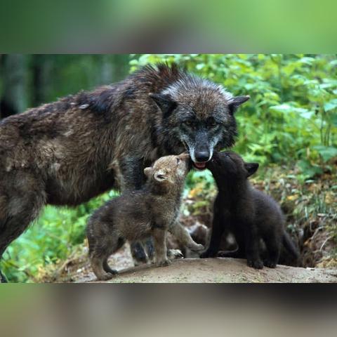 极度恐慌3下载终极方案，2026年最新正版+汉化+联机全攻略