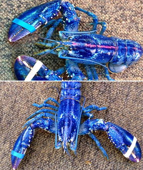 蓝色龙虾在哪钓？2026实测数据，这3个刷新点爆率最高