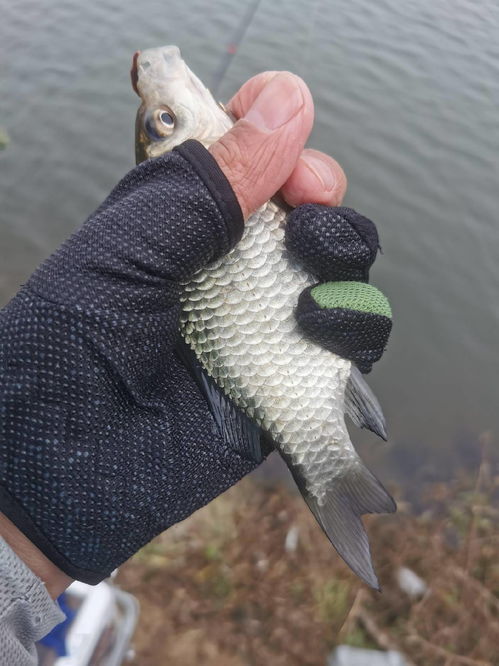 鲟将军2026年还值得练吗？银灰实战强度全解析