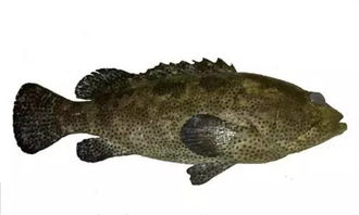 2026年野生石斑鱼选购绝学，7大品种秒懂不吃亏，老渔民压箱底鉴别法